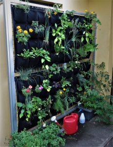 Flowers and herbs in a vertical garden