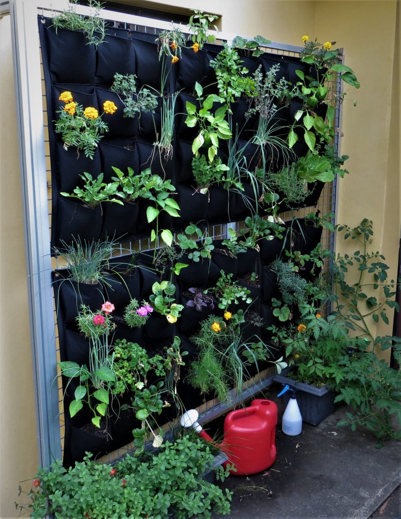 Flowers and herbs in a vertical garden